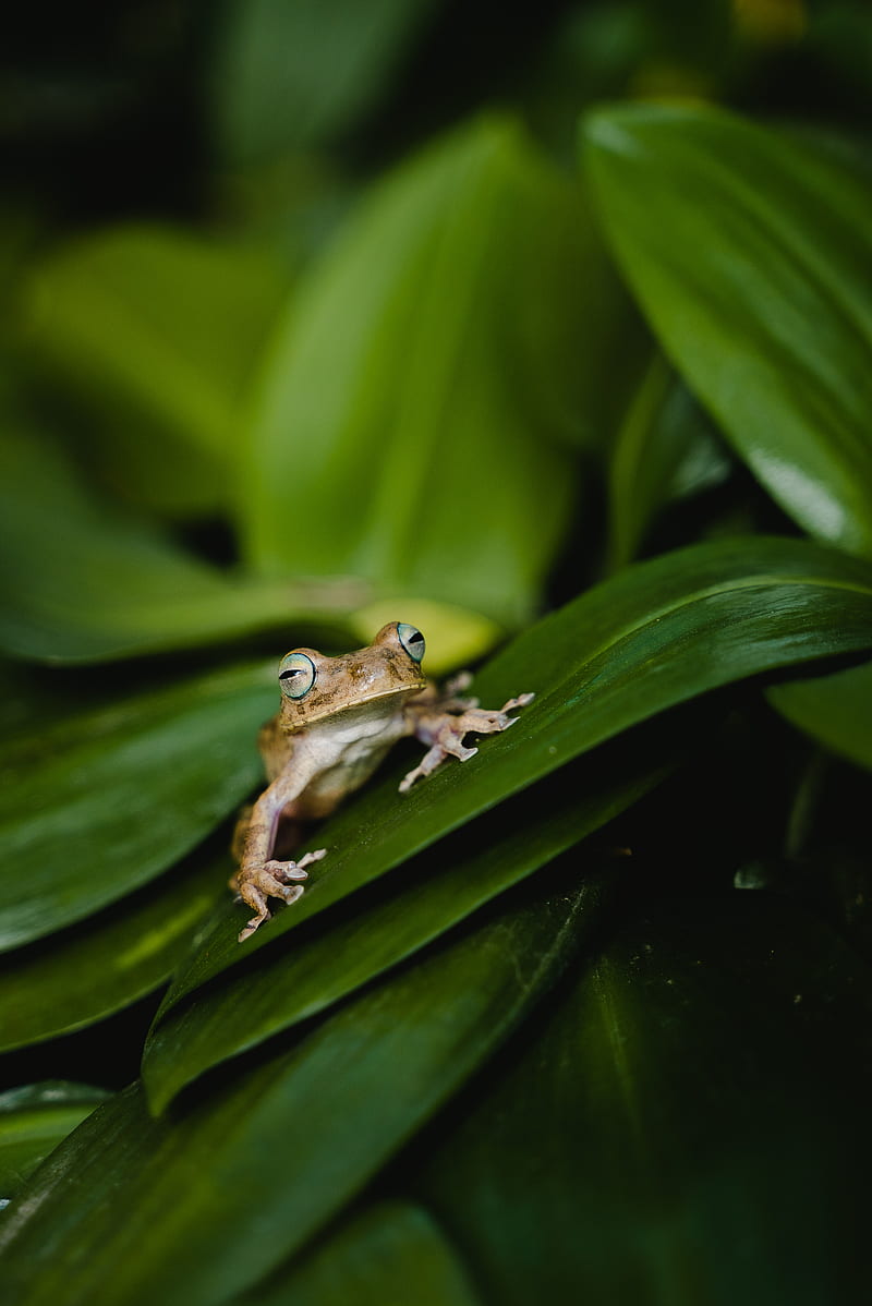frog, leaves, green, plant, closeup, HD phone wallpaper