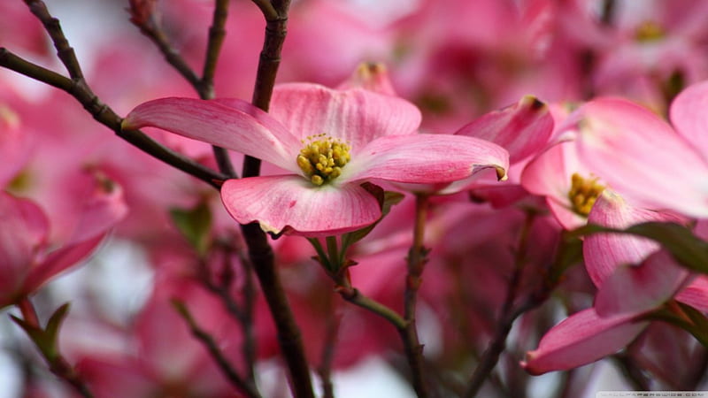 Pink dogwood flowers, dogwood, flowers, new, nature, popular, pink, HD wallpaper