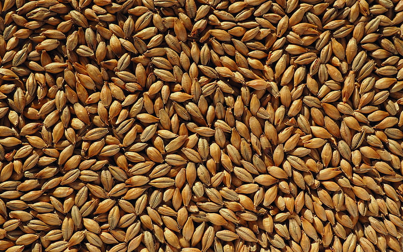 malt grains textures macro, cereal backgrounds, cereal textures, grains textures, brown grains background, HD wallpaper