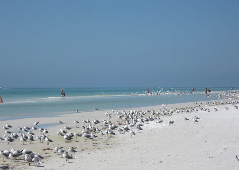 Sarasota ,fla, white sand, beach, florida, sand, birds, blue sky, seagulls, HD wallpaper