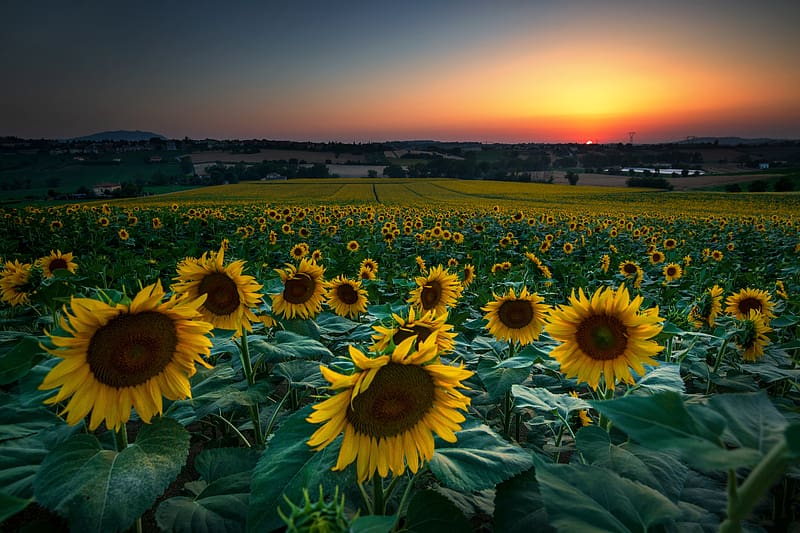 Flowers, Summer, Flower, Sunrise, , Field, Sunflower, Yellow Flower, HD wallpaper