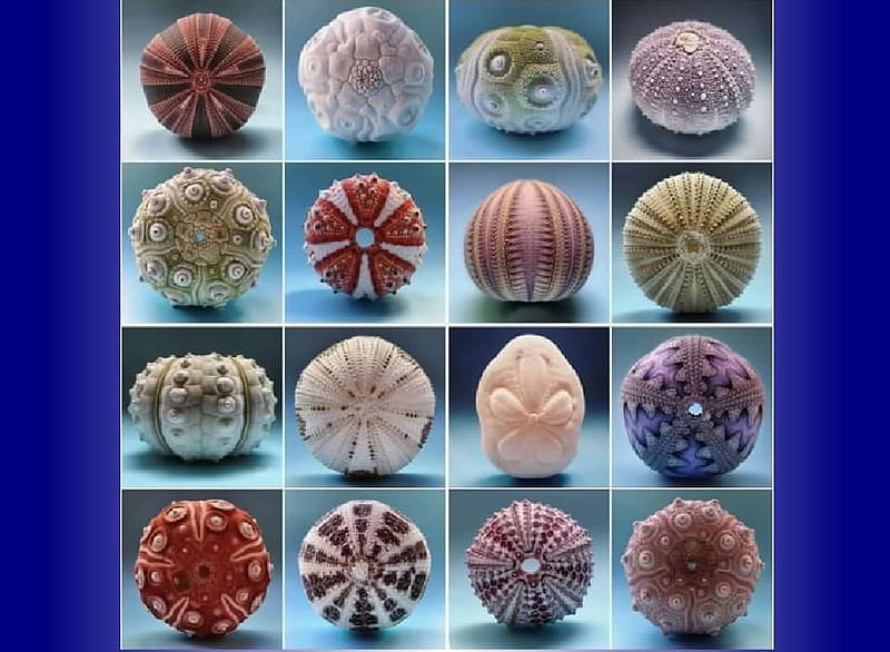 Sea urchin shells, Sea Urchin, Sea animals, Echinoderm, Shells, HD wallpaper