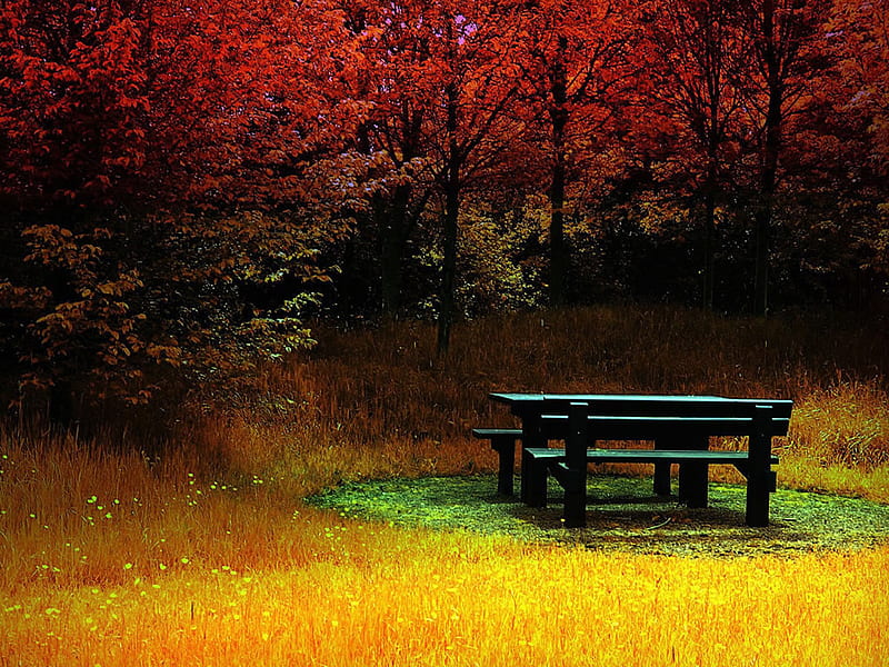 Rest Awhile, rest, table, fall, bench, color, trees, picnic, HD wallpaper