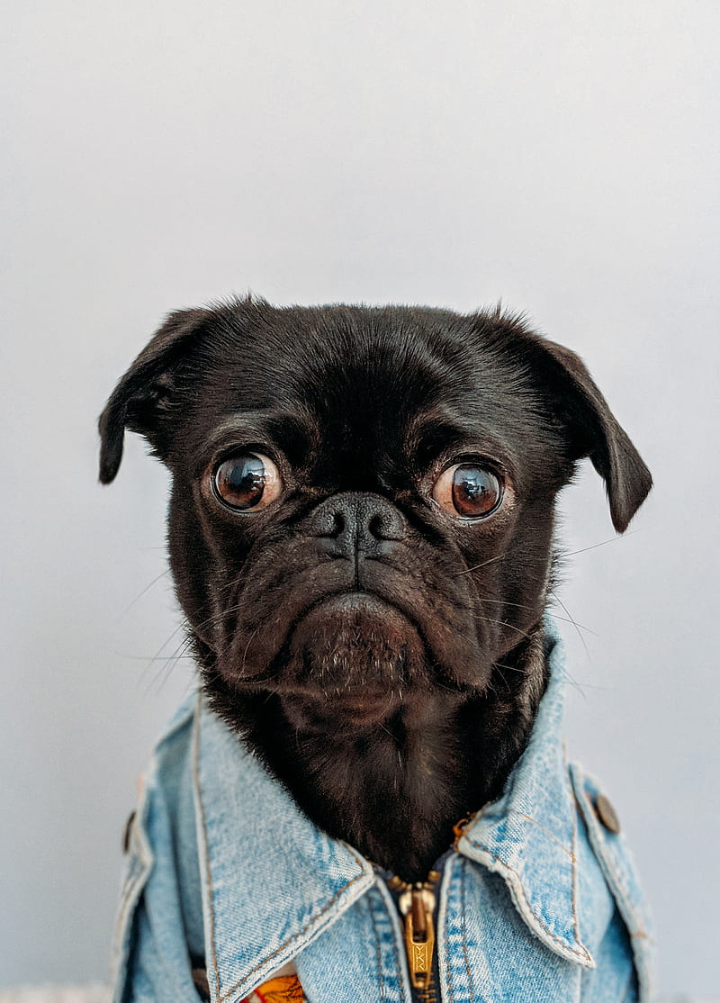 black dog wearing blue denim collar, HD phone wallpaper