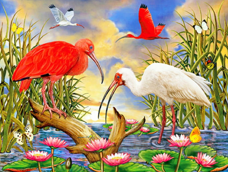 ✬Scarlet and White Ibis✬, lotus, paintings animals, attractions in dreams, bonito, creativer pre-made, paintings, bright, flowers, butterfly designs, animals, flying birds, lovely, colors, love four seasons, birds, fabulous, butterflies, water, summer, HD wallpaper