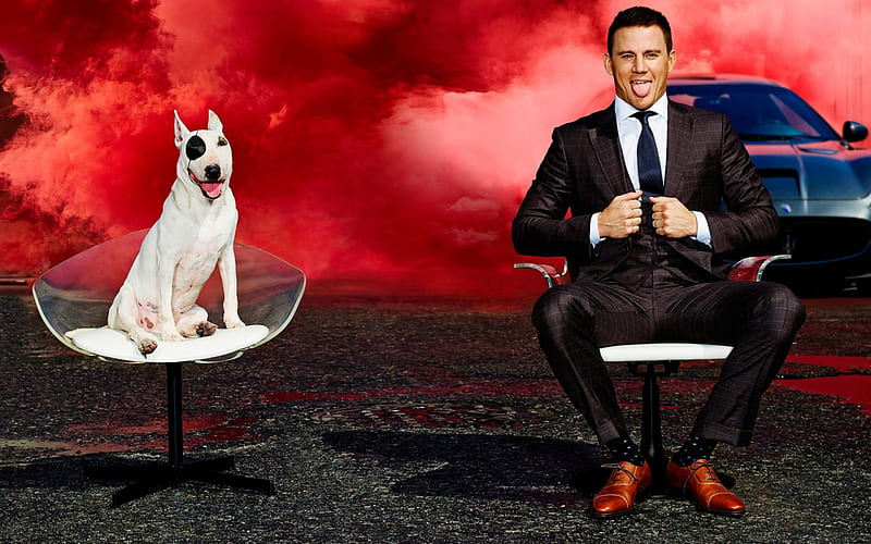 Channing Tatum, red, chair, man, white, dog, actor, mist, HD wallpaper