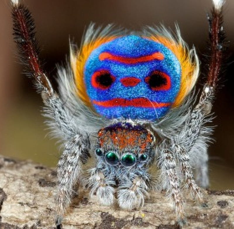 Peacock spider, behind, feather, eyes, like, lots, HD wallpaper