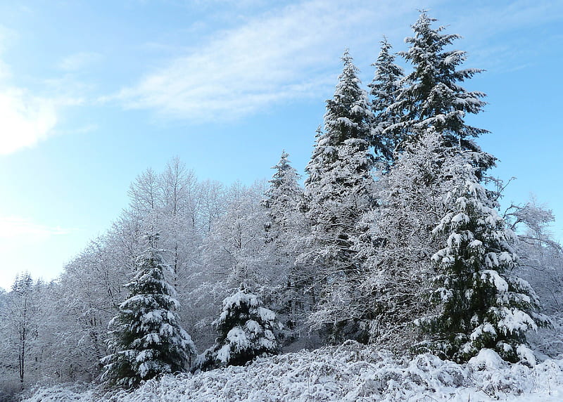 Snow Days, snow, washington, trees, clouds, sky, winter, HD wallpaper ...