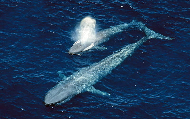 Blue Whale Calf, Mother, Whale, Blue, Calf, Water, HD wallpaper