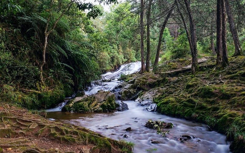 Parque Arvi Medellin, Colombia, trees, stream, water, stones, HD wallpaper