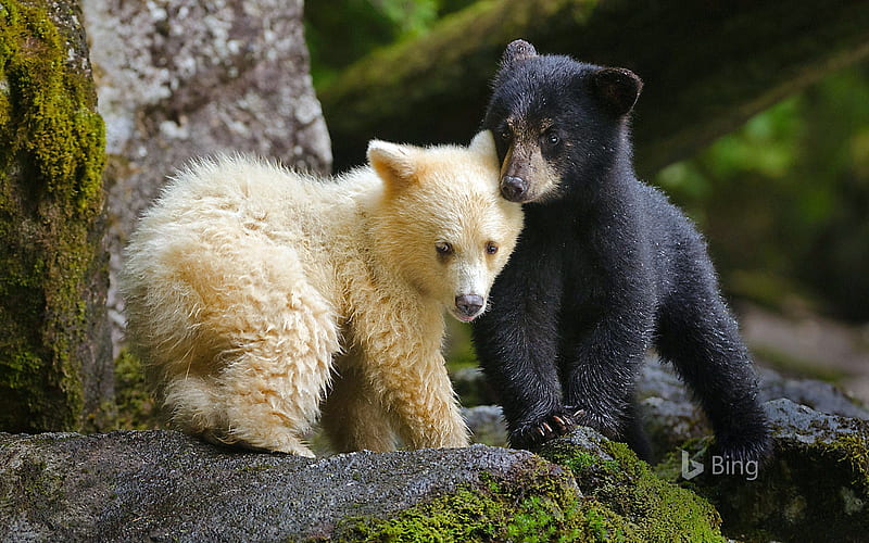 Canada Rainforest Komodo Bear 2020 Bing, HD wallpaper