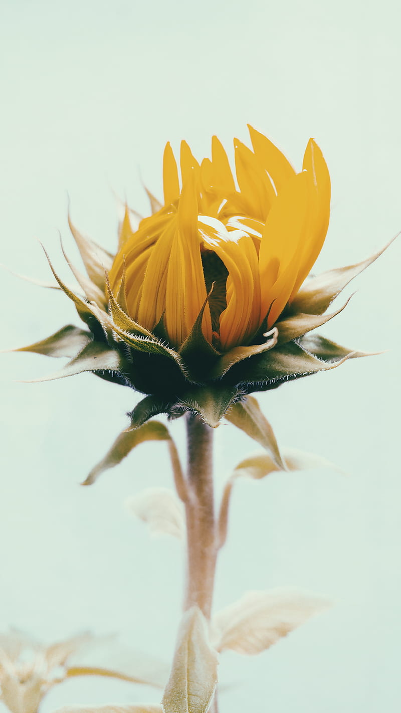 shallow focus graphy of yellow sunflower, HD phone wallpaper