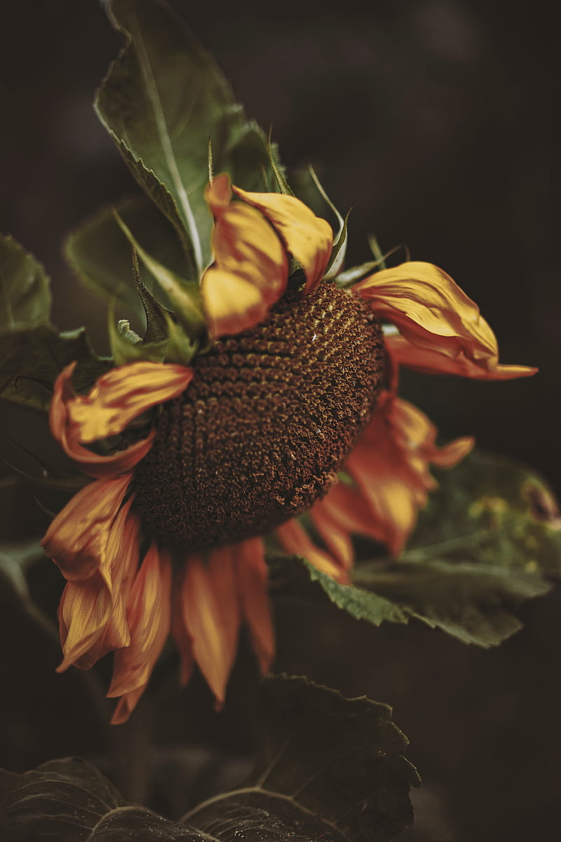 sunflower, yellow, flower, petals, HD phone wallpaper
