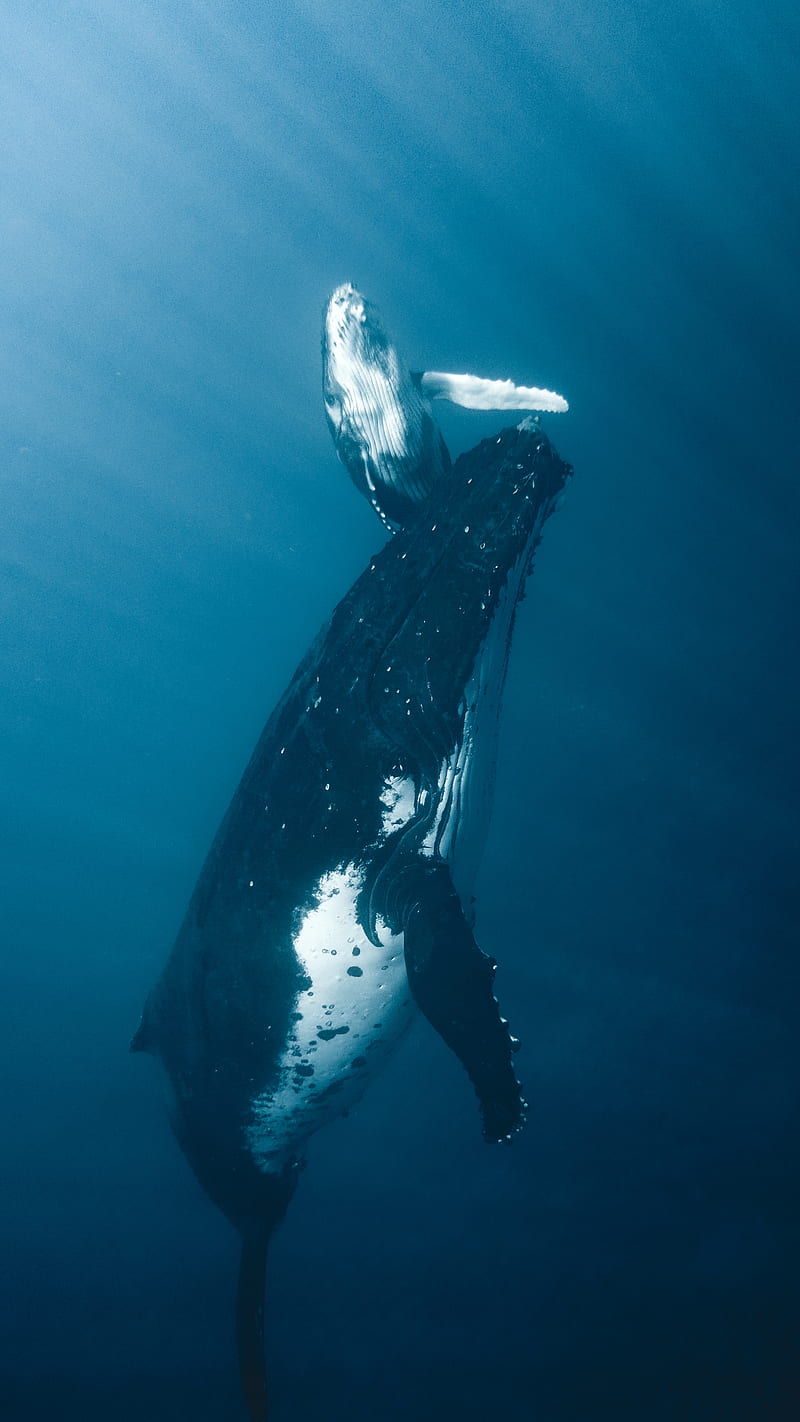 Whale, blue, tail, HD phone wallpaper | Peakpx