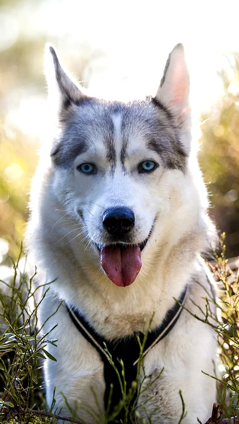 Nice dog, adorable, animal, husky, wolf, HD phone wallpaper | Peakpx