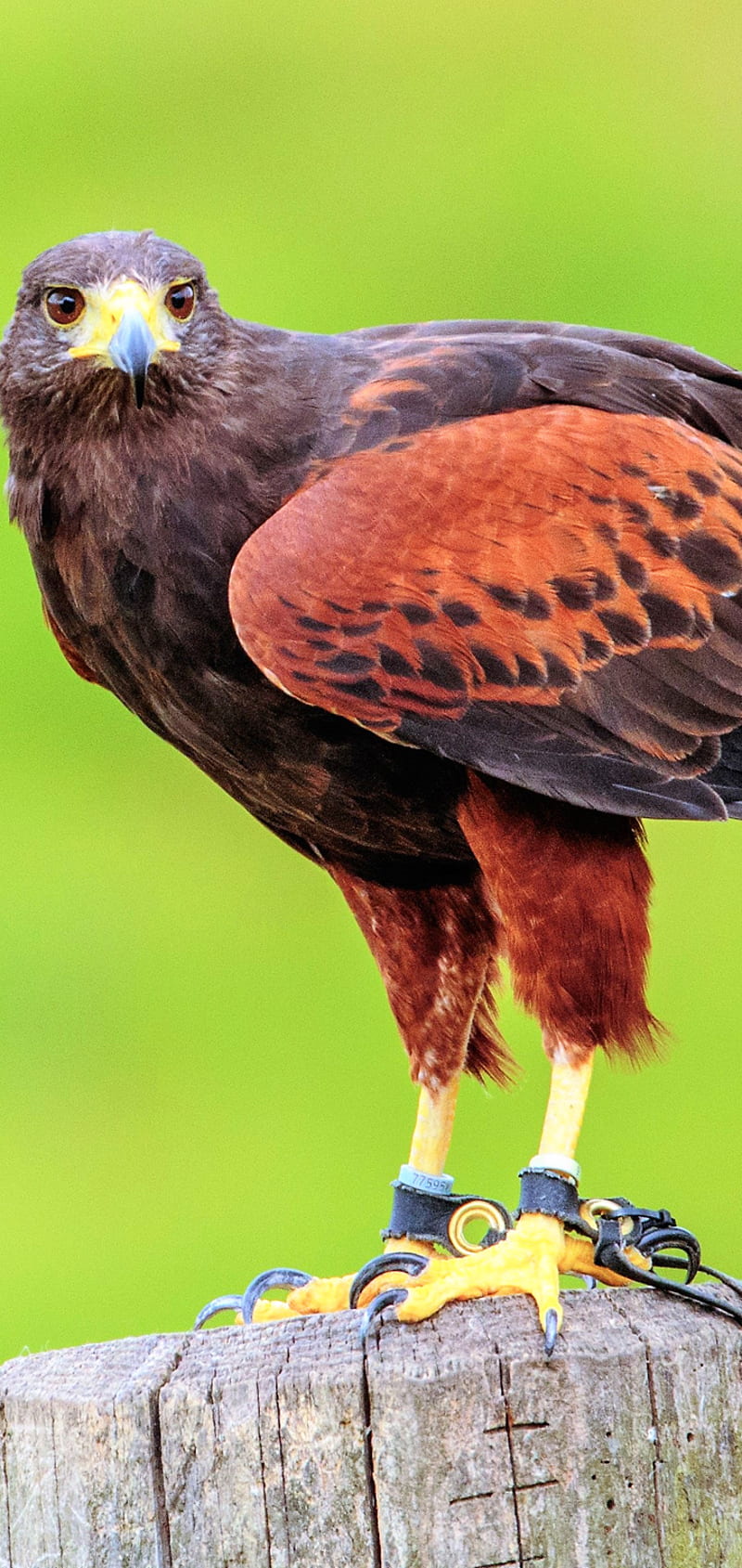 Hawk iphone 8/7/6s/6 for parallax wallpapers hd, desktop backgrounds  938x1668, images and pictures