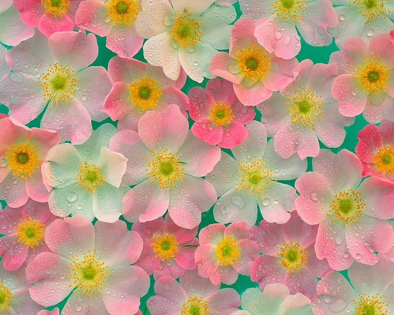 pink japanese anemones, flowers, nature, japanese, HD wallpaper