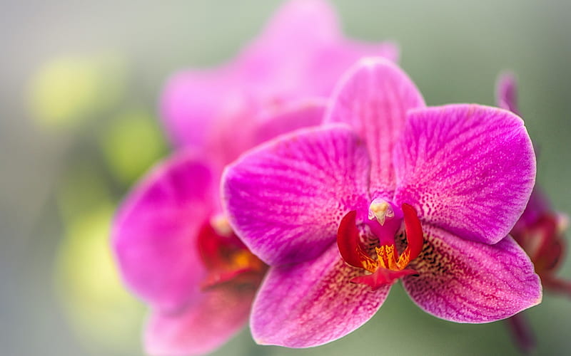 orchid, pink orchid, tropical flowers, HD wallpaper