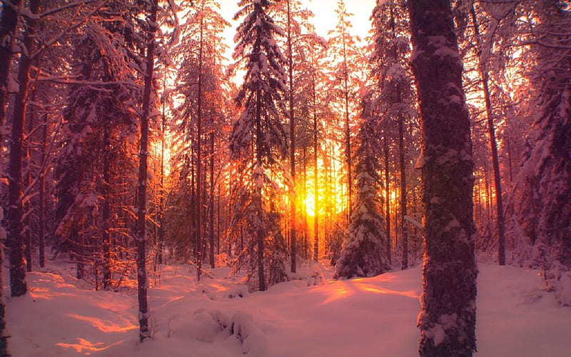 Magical Beginning, forest, sunrise, trees, snow, Winter, HD wallpaper