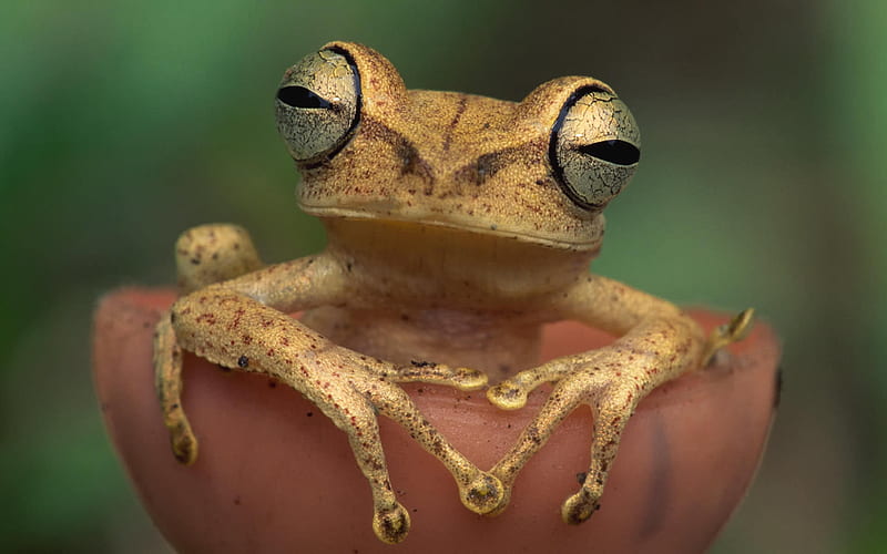 Crazy frog, cute, frog, crazy, animal, HD wallpaper | Peakpx