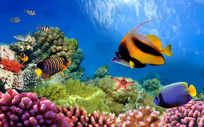 Underwater in the Great Barrier Reef, Fish, Sea, Coral Reefs, Oceans, Nature, HD wallpaper