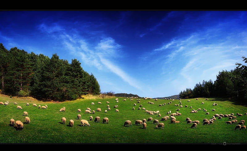 Land of sheep, sheep, grass, pasture, trees, clouds, sky, field, HD wallpaper