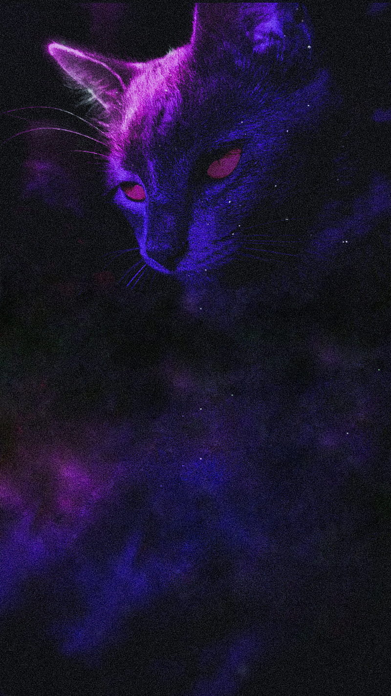 Galaxy Cat, black, cats, cat, kitten, pet galaxy, pets, HD phone wallpaper