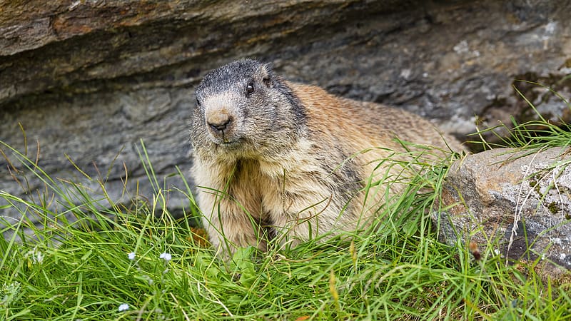 marmot, animal, wildlife, grass, HD wallpaper