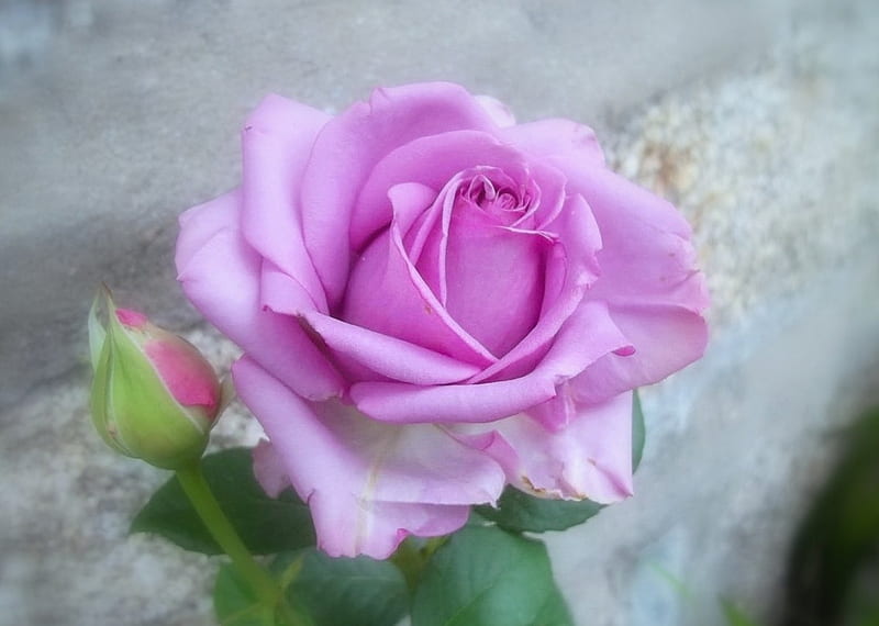 Send you a rose, flower, nature, rose, pink, HD wallpaper | Peakpx