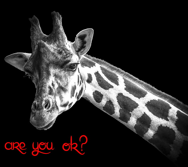 Are You Ok, are you, ok animal, HD wallpaper Are You Ok, are you, ok animal, HD wallpaper