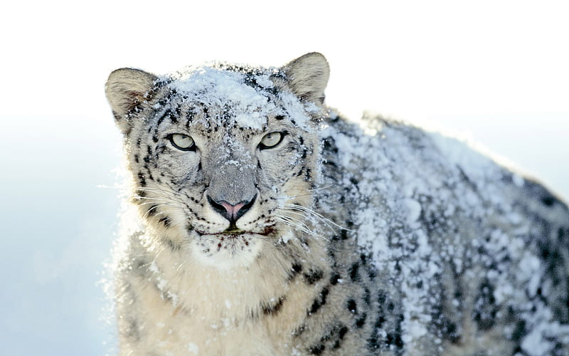 Very beautiful snow leopard-Animal World Series, HD wallpaper