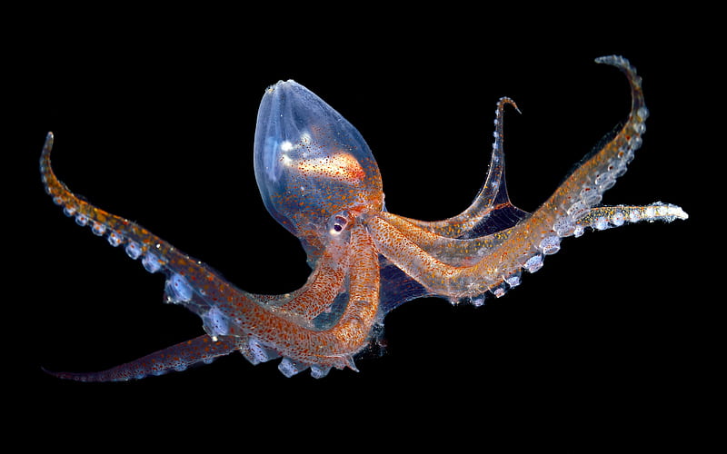 Glass Octopus Atlantic Ocean Cabo Verde Bing, HD wallpaper
