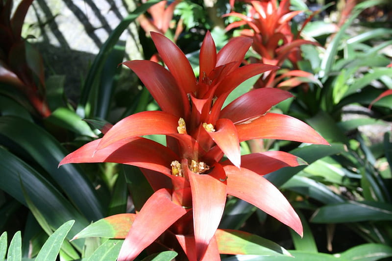 Beauty of flowers in Spring 20, red, graphy, green, Bromeliads, garden, Flowers, HD wallpaper