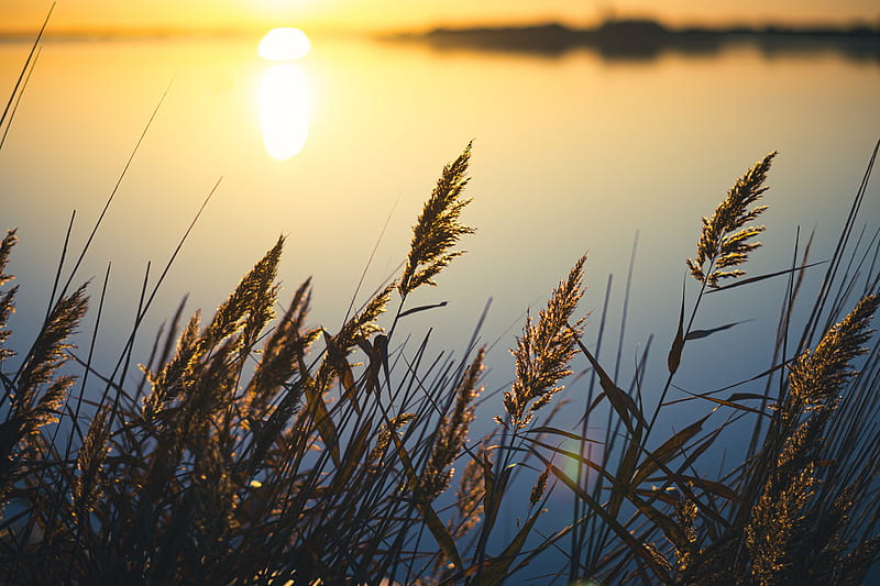 reeds, plant, lake, sunset, macro, HD wallpaper