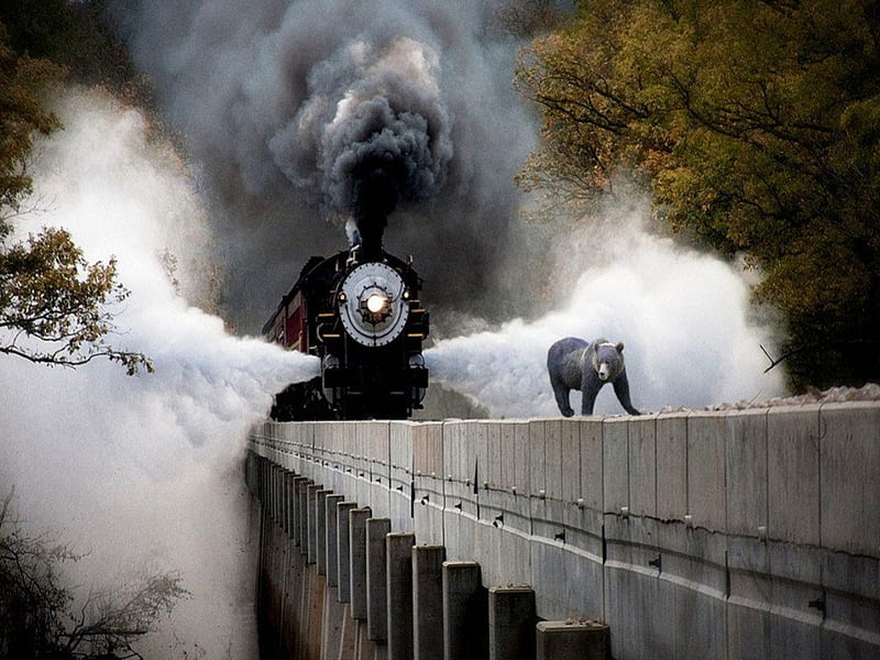 Bear On The Run, train bridge, train, Bear, steam trains, HD wallpaper