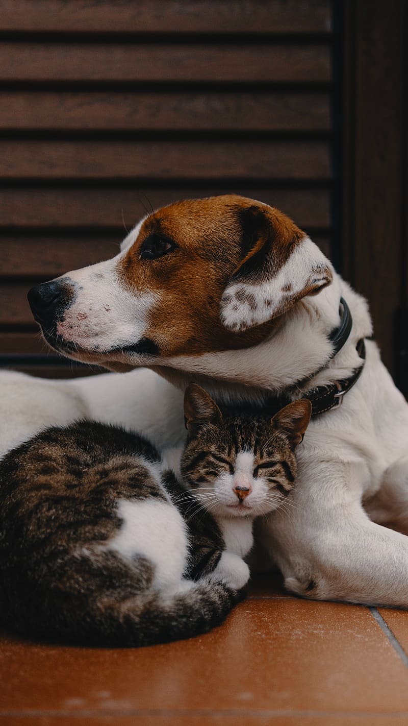 Cute Dog And Cat For, cute dog and cat, HD phone wallpaper