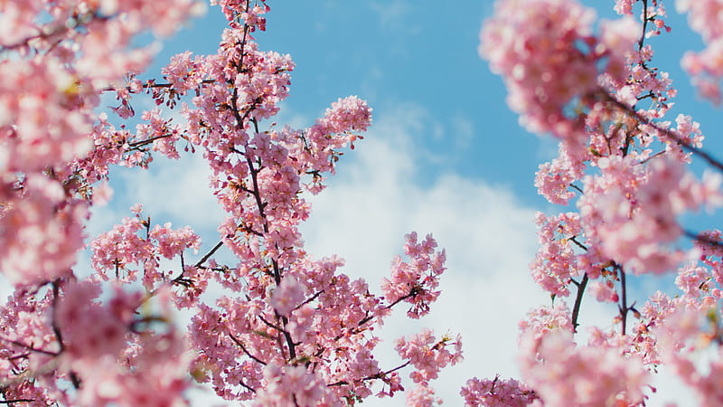 Cherry Blossom Plant , blossom, cherry, plants, flowers, HD wallpaper