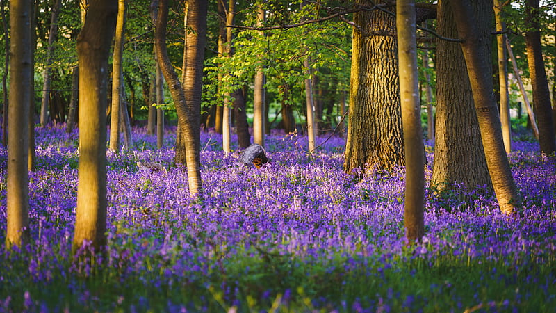 Trees, forest, flowers, purple, HD wallpaper | Peakpx