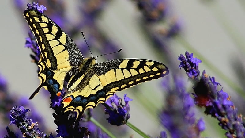 Swallowtail Butterfly, wings, butterfly, flowers, lavender, insects, animal, HD wallpaper