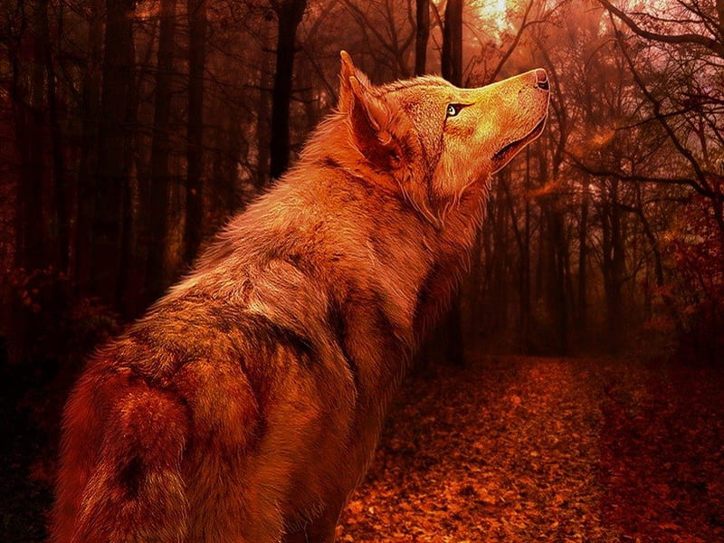 Autumn Wolf, forest, autumn, look, wolf, HD wallpaper