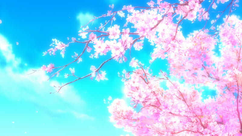 Cherry blossom, blossom, flowers, tree, branch, pink, blue, sky, anime, HD wallpaper