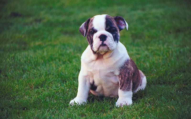 Old English Bulldog, puppy, cute animals, lawn, pets, dogs, Old English Bulldog Dog, HD wallpaper