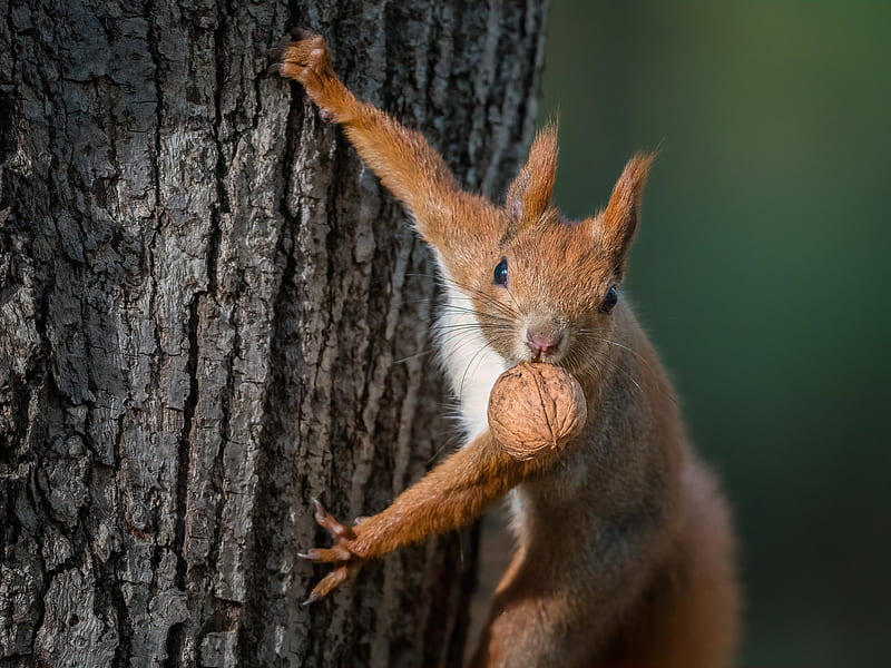 Animal, Squirrel, Walnut, Wood, HD wallpaper