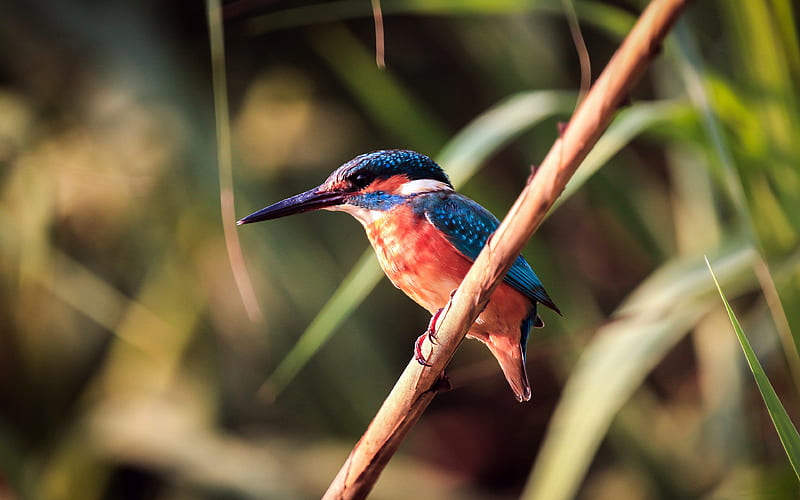 Kingfisher close-up, wildlife, small bird, Alcedinidae, HD wallpaper