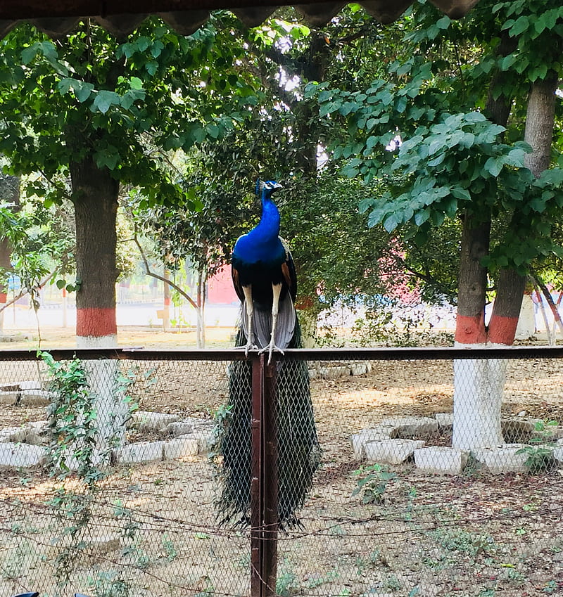 Peacock, 2017, bird, birds, indian national bird, pheasants, pipes, HD phone wallpaper