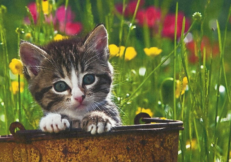 Tabby kitten in a tin pail, feline, green, tabby, flowers, kitten, tin pail, HD wallpaper