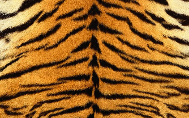 Texture, tiger, skin, fur, HD wallpaper | Peakpx