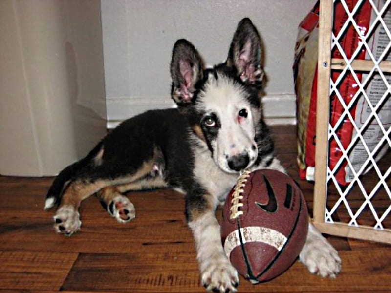 Pup with a ball, panda, football, american, shepherd, HD wallpaper