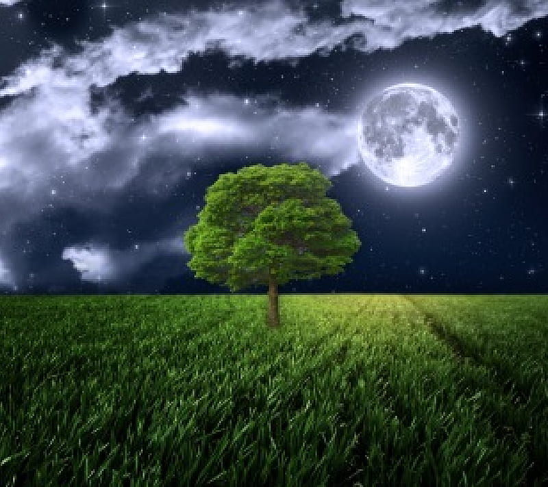 Moonlight, tree, moon, grass, full, sky, field, night, HD wallpaper