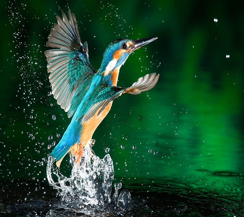 Bird, animal, nature, HD wallpaper | Peakpx